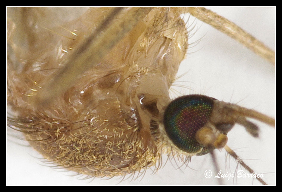 Macro un po'' pi spinto
