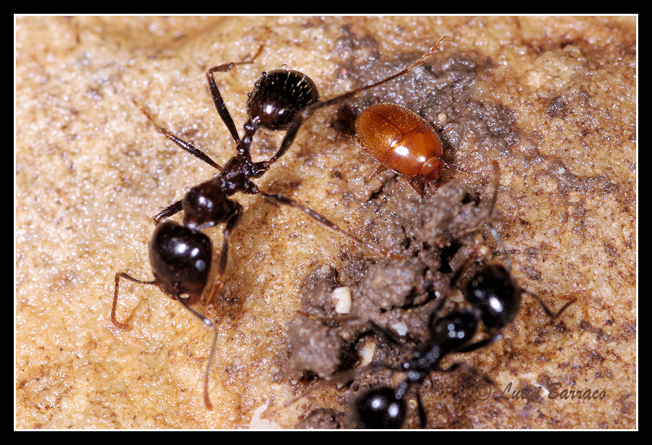 Oochrotus unicolor (Tenebrionidae)