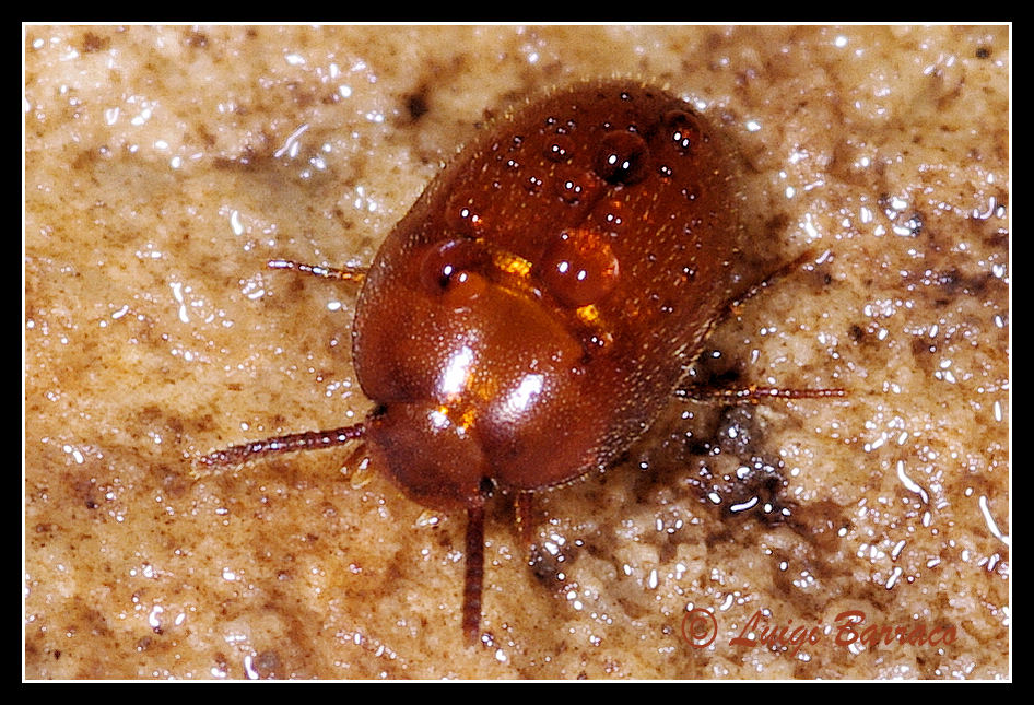 Oochrotus unicolor (Tenebrionidae)