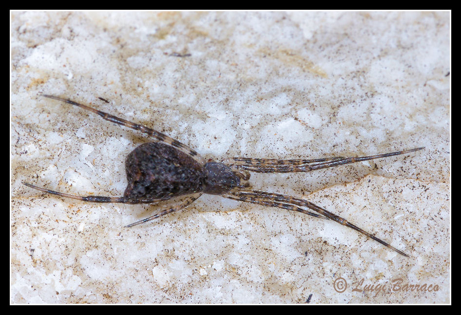 Episinus sp.