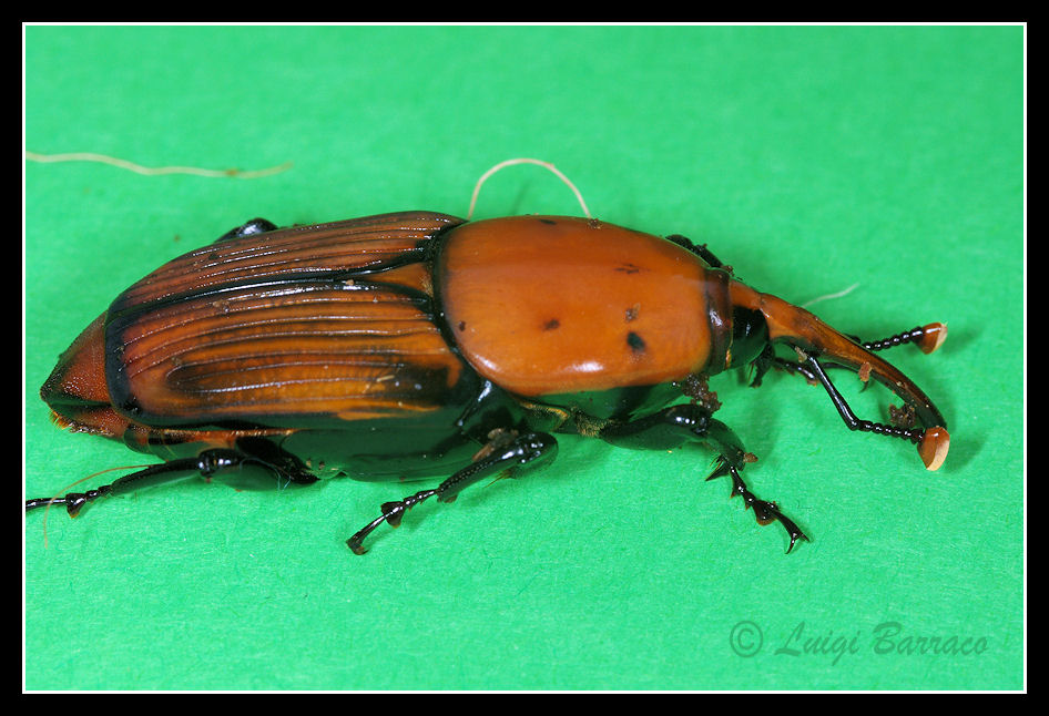 Rhynchophorus ferrugineus: vari stadi di sviluppo