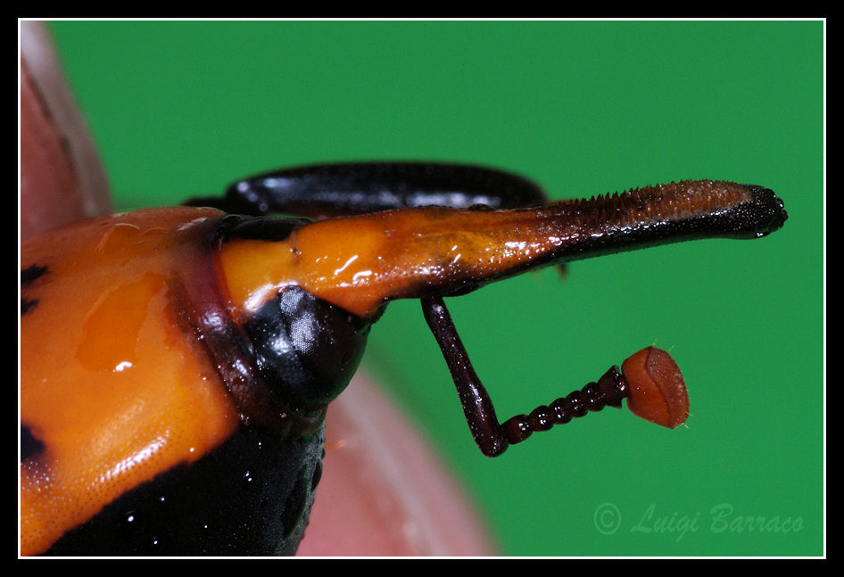 Rhynchophorus ferrugineus: vari stadi di sviluppo