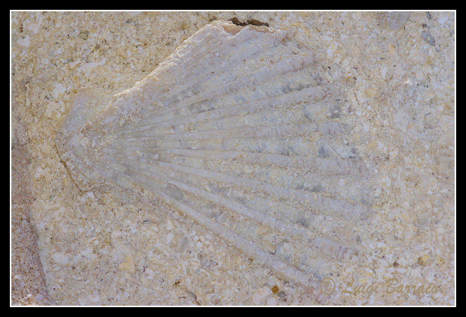 Pecten(??) in concio di calcarenite