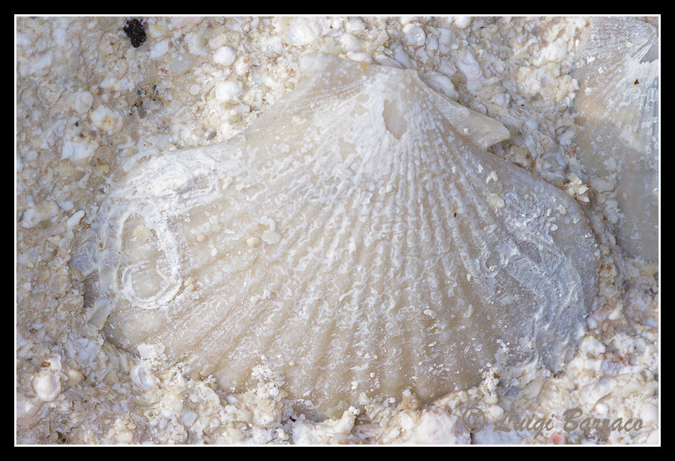 Pecten(??) in concio di calcarenite