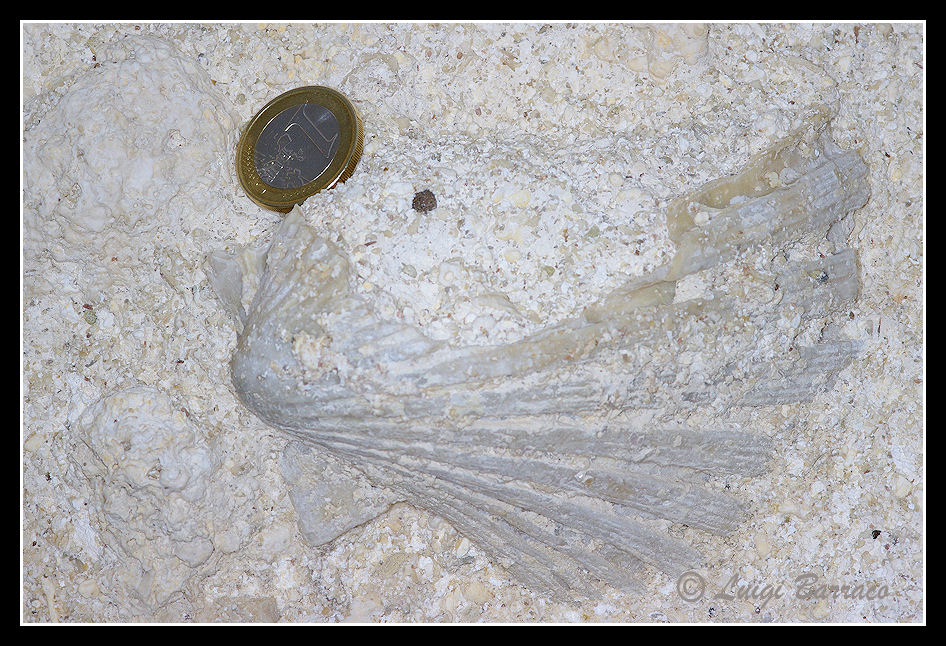 Pecten(??) in concio di calcarenite