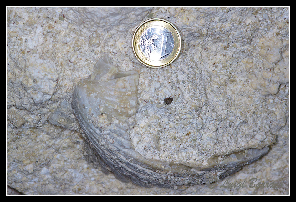Pecten(??) in concio di calcarenite