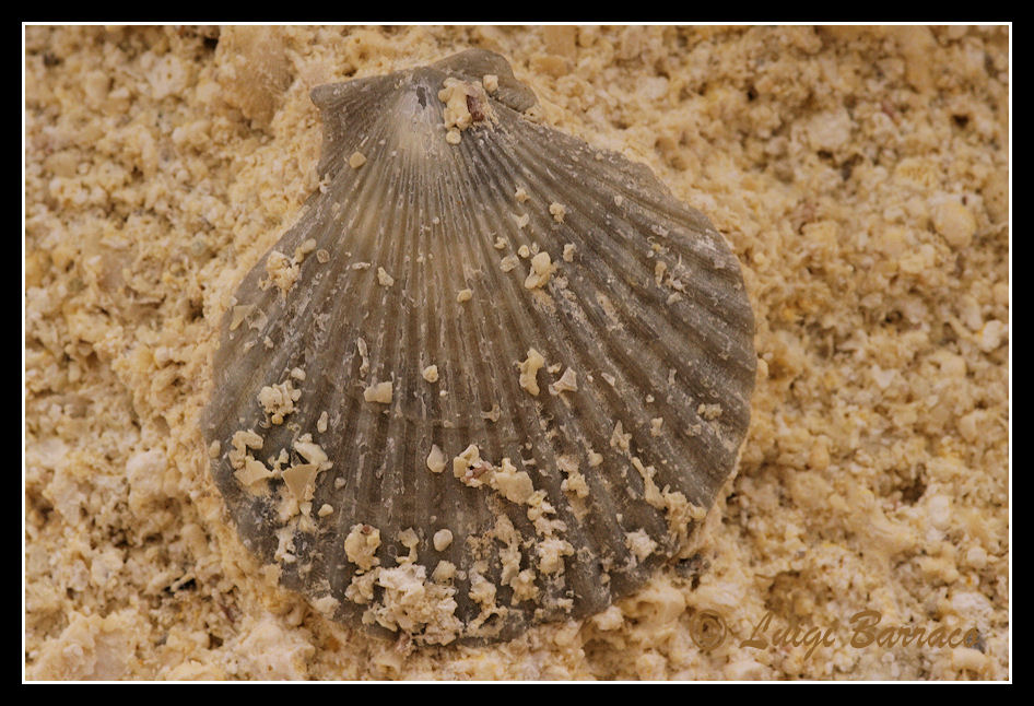 Pecten(??) in concio di calcarenite