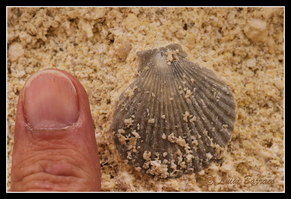 Pecten(??) in concio di calcarenite