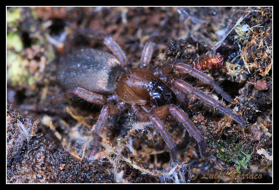 Gnaphosidae