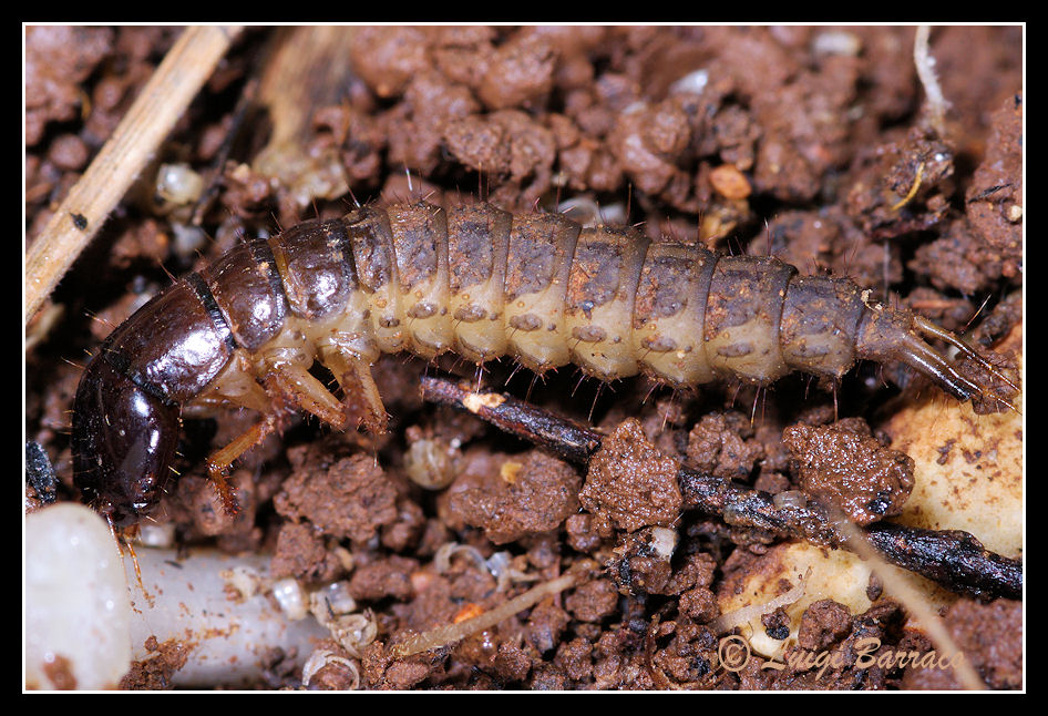 Larva di Ocypus con preda (lumaca)