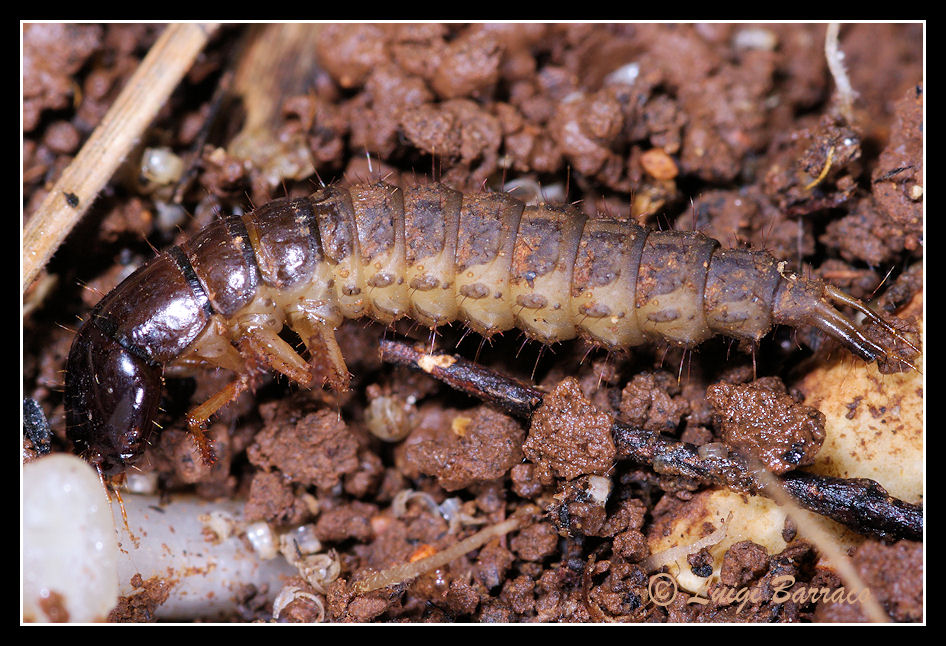 Larva di Ocypus con preda (lumaca)