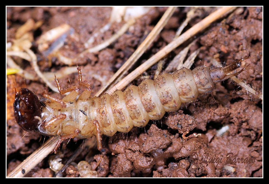 Larva di Ocypus con preda (lumaca)