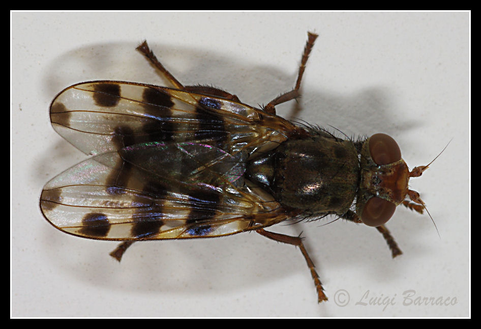 Ceroxys hortulana (Ulididae)