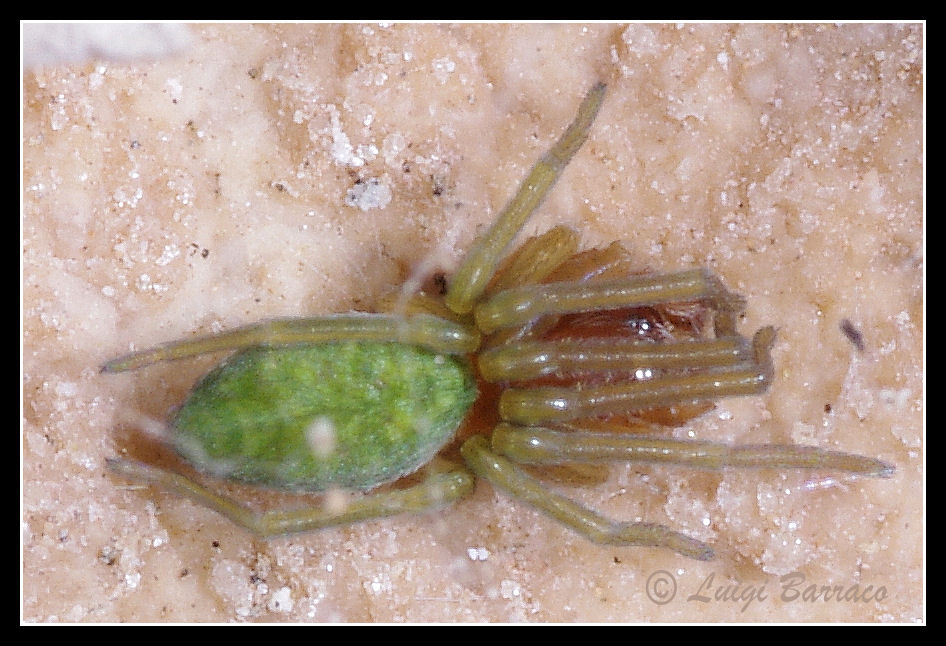 Nigma walckenaeri