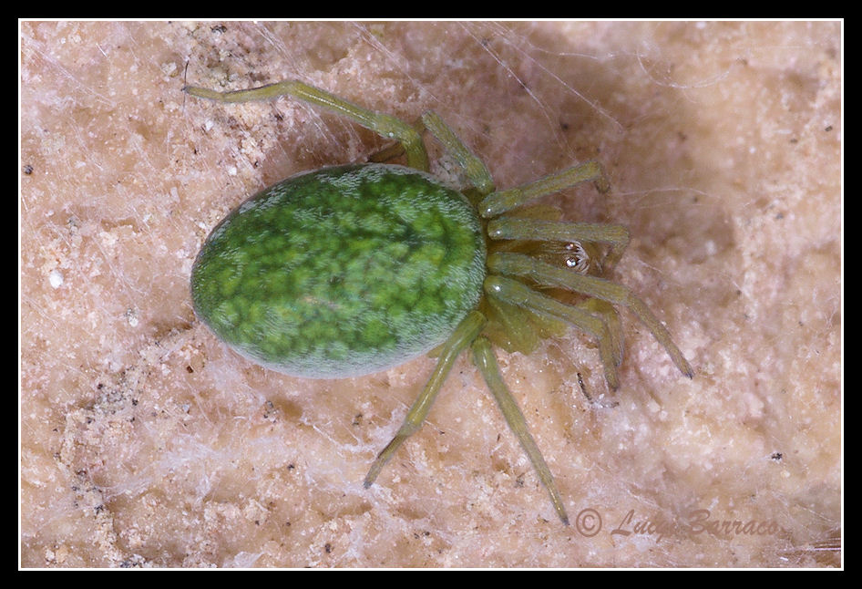 Nigma walckenaeri