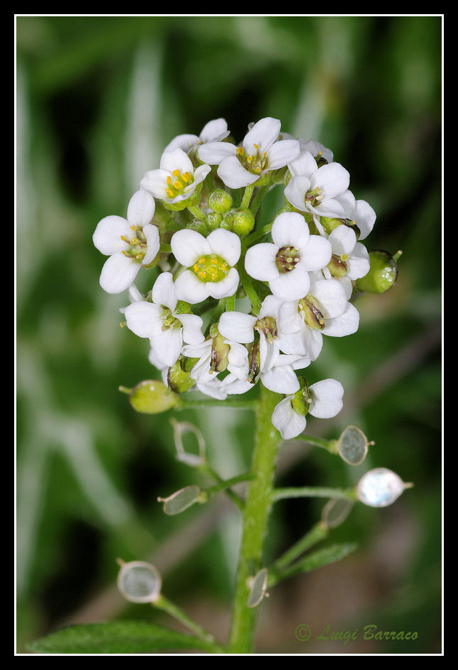 Lobularia maritima / Filigrana comune