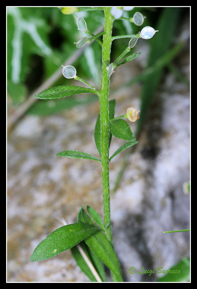 Lobularia maritima / Filigrana comune