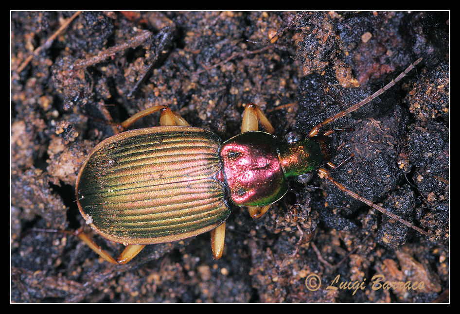 Chlaenius velutinus auricollis