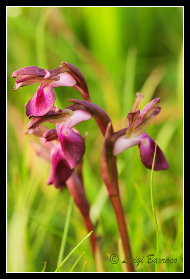 Ophrys tenthredinifera e altro
