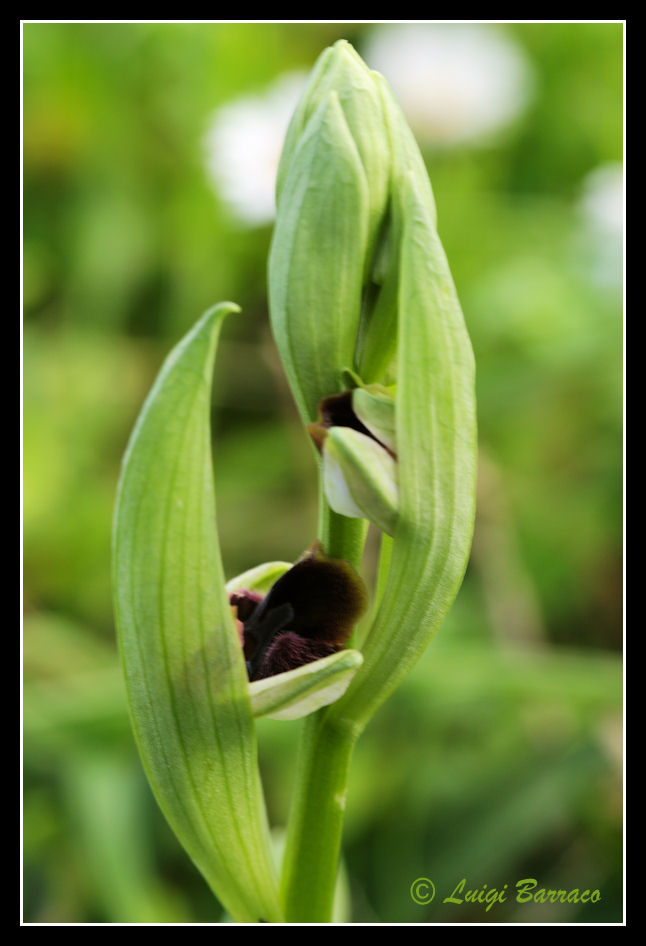 Ophrys sphegodes subsp. panormitana - Sicilia Occidentale