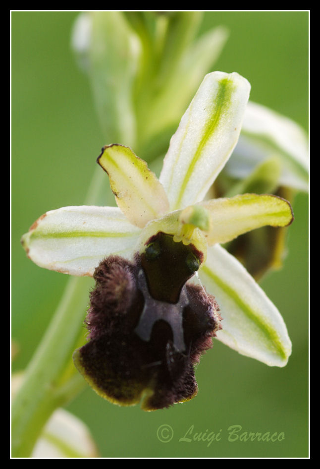 Ophrys sphegodes subsp. panormitana - Sicilia Occidentale