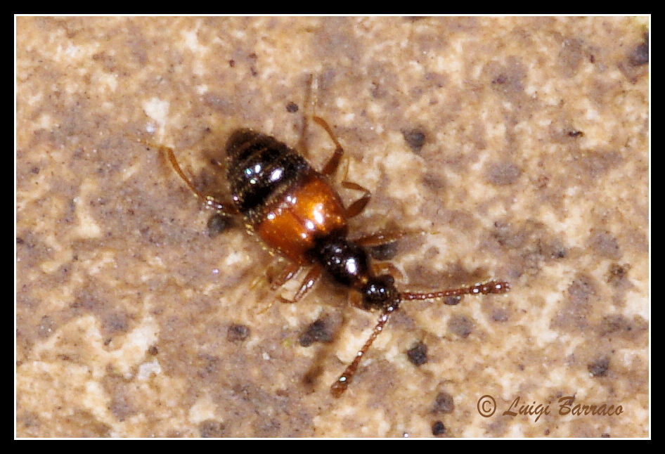 Mini mini: piccolo Staphilinidae Pselaphinae