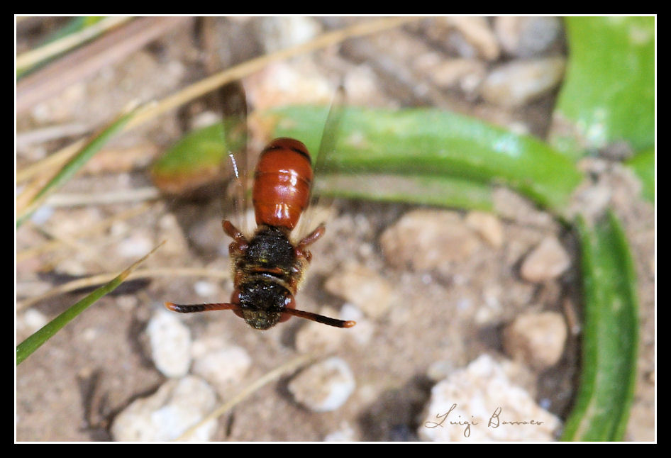 Senza fissa dimora (= Nomada sp.)