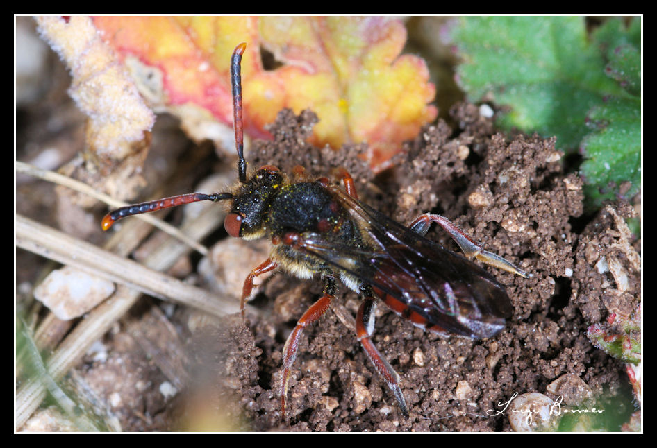 Senza fissa dimora (= Nomada sp.)