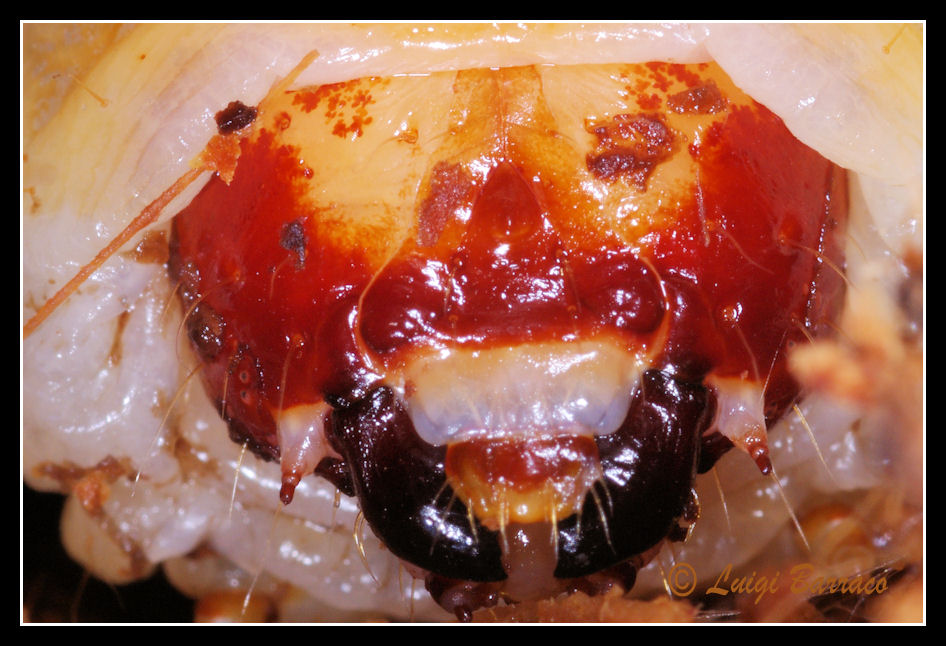 quiz vecchia maniera