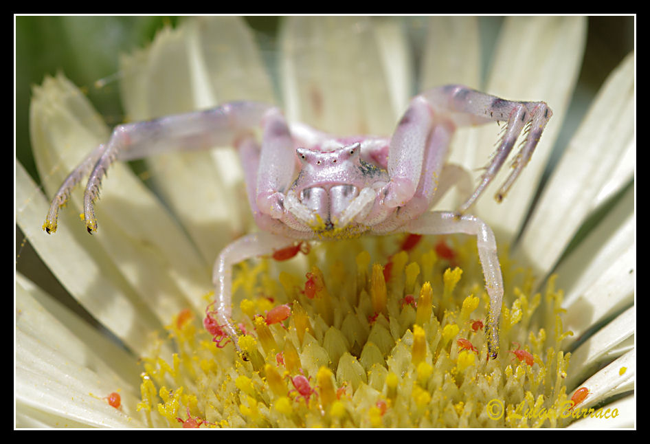 Cave araneam - Thomisus onustus