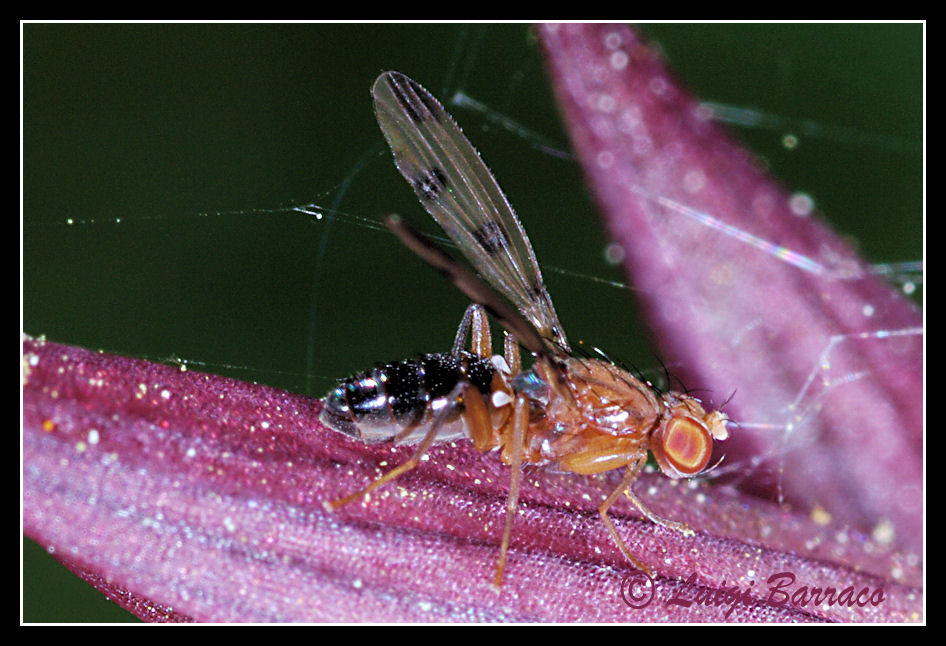Sepsidae ali maculate? No Opomyzidae