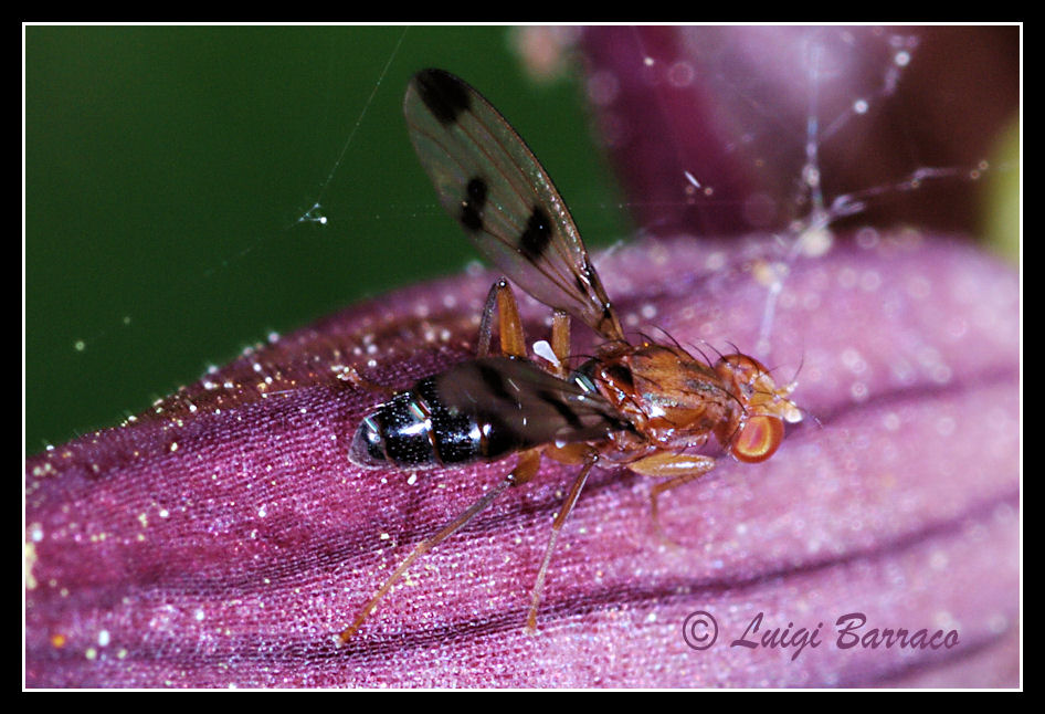 Sepsidae ali maculate? No Opomyzidae