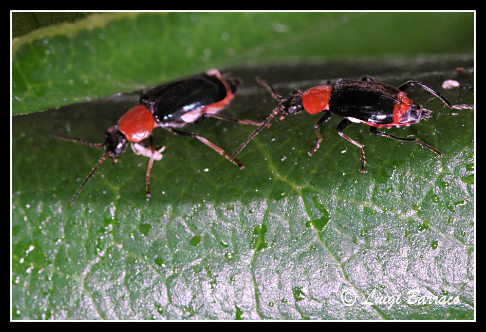 Mini Malachiidae: Ebaeus ruffoi (cf.)