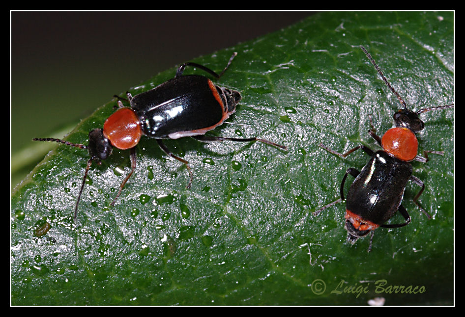 Mini Malachiidae: Ebaeus ruffoi (cf.)