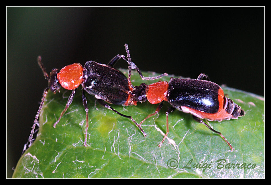 Mini Malachiidae: Ebaeus ruffoi (cf.)