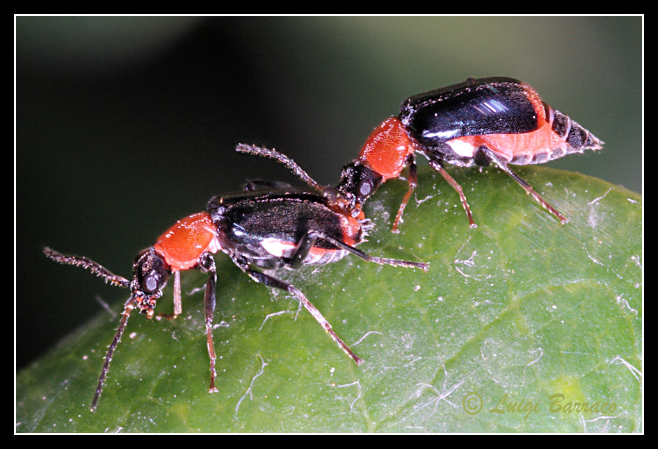 Mini Malachiidae: Ebaeus ruffoi (cf.)