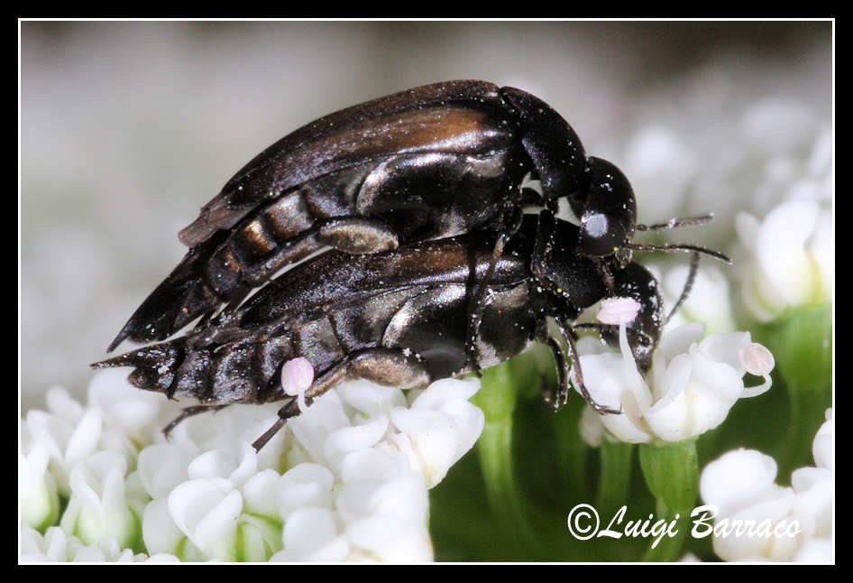 Mordellidae in love