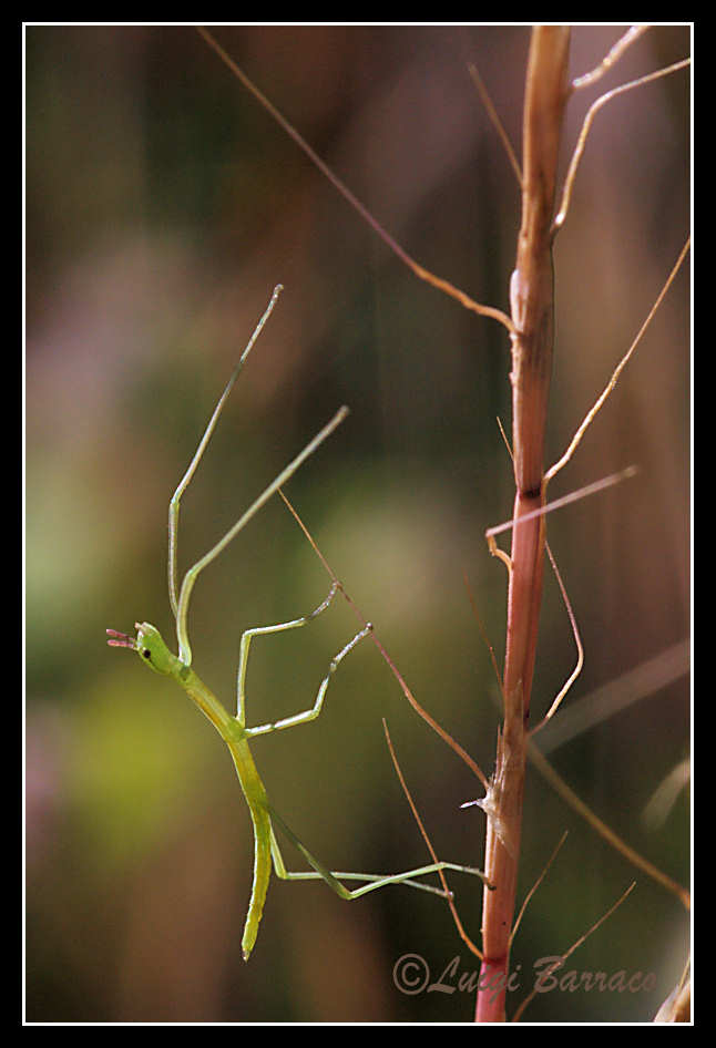 HABEMUS PAPAM: Clonopsis gallica