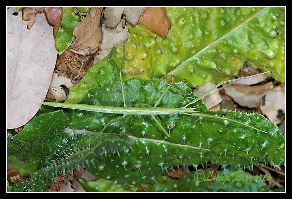 HABEMUS PAPAM: Clonopsis gallica