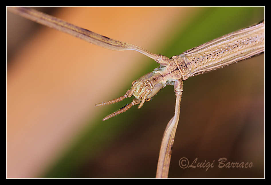 HABEMUS PAPAM: Clonopsis gallica