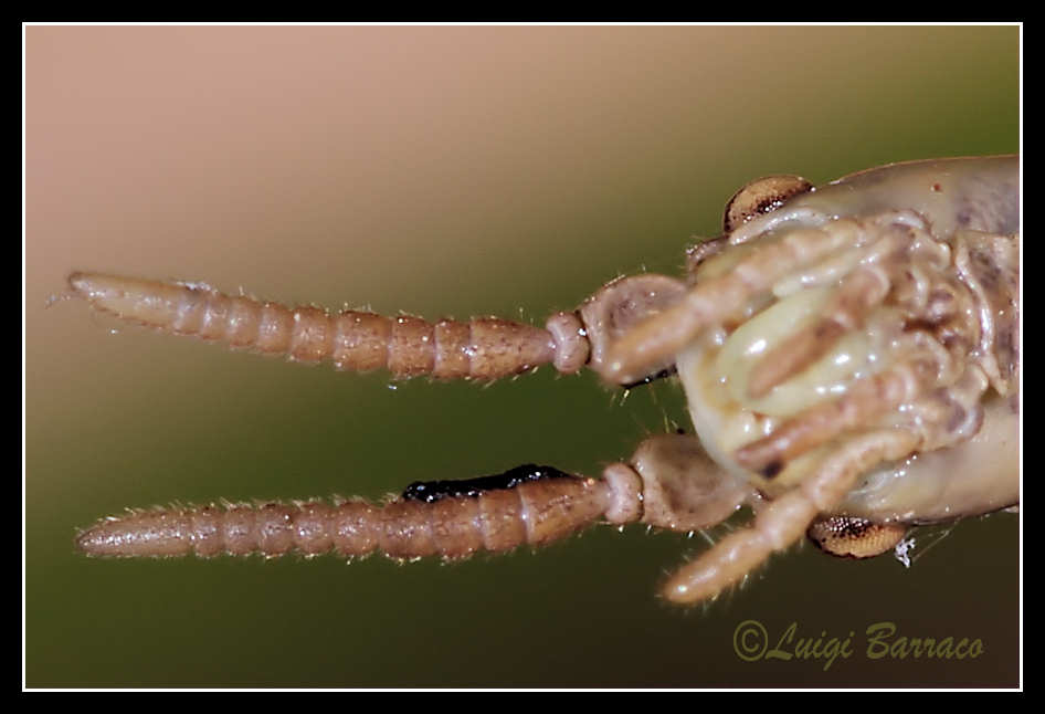 HABEMUS PAPAM: Clonopsis gallica