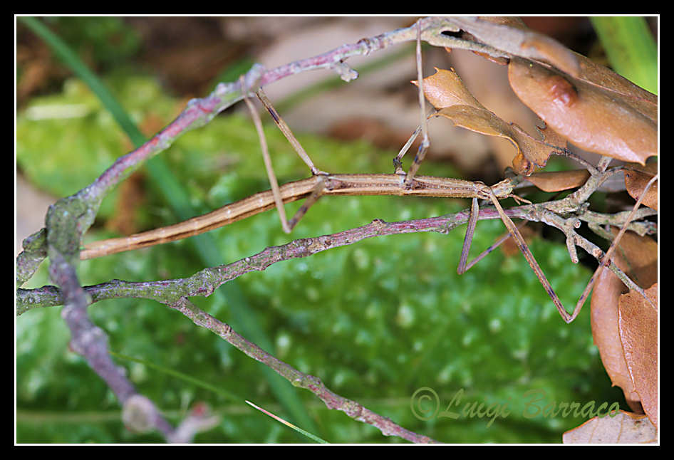 HABEMUS PAPAM: Clonopsis gallica