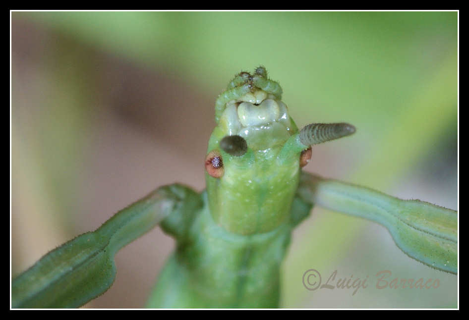 HABEMUS PAPAM: Clonopsis gallica