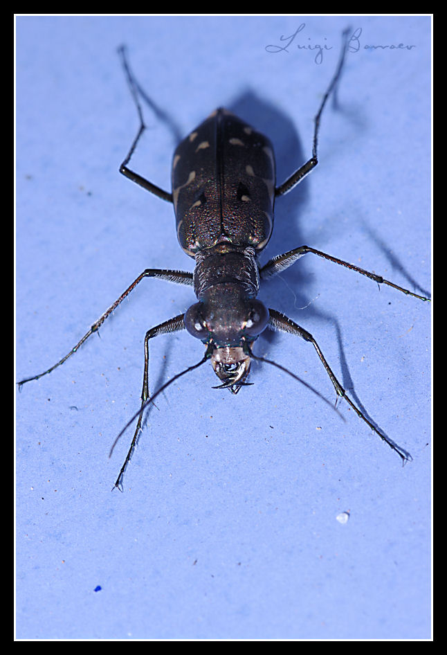 Myriochila (Myriochila) melancholica