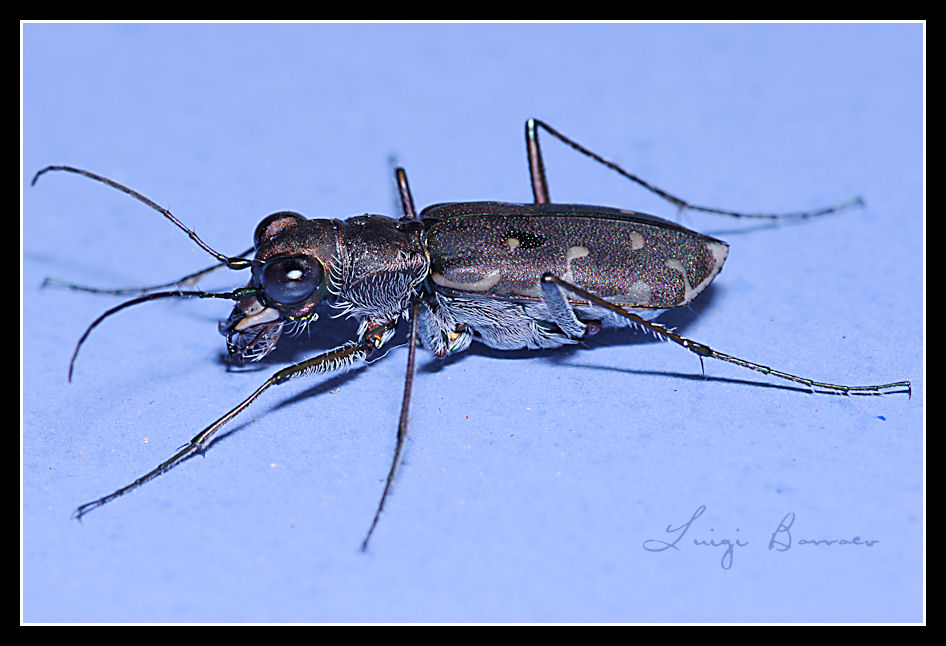 Myriochila (Myriochila) melancholica