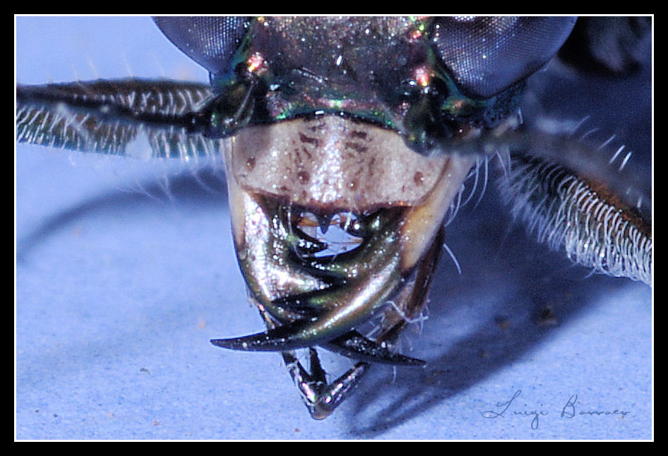 Myriochila (Myriochila) melancholica