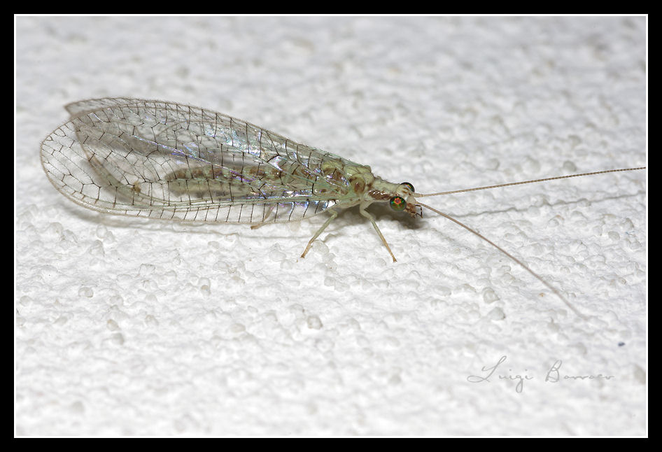 Dichochrysa clathrata