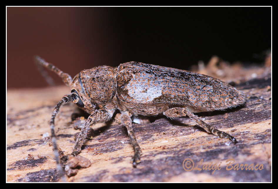 chi insidia il mio alloro? Niphona picticornis