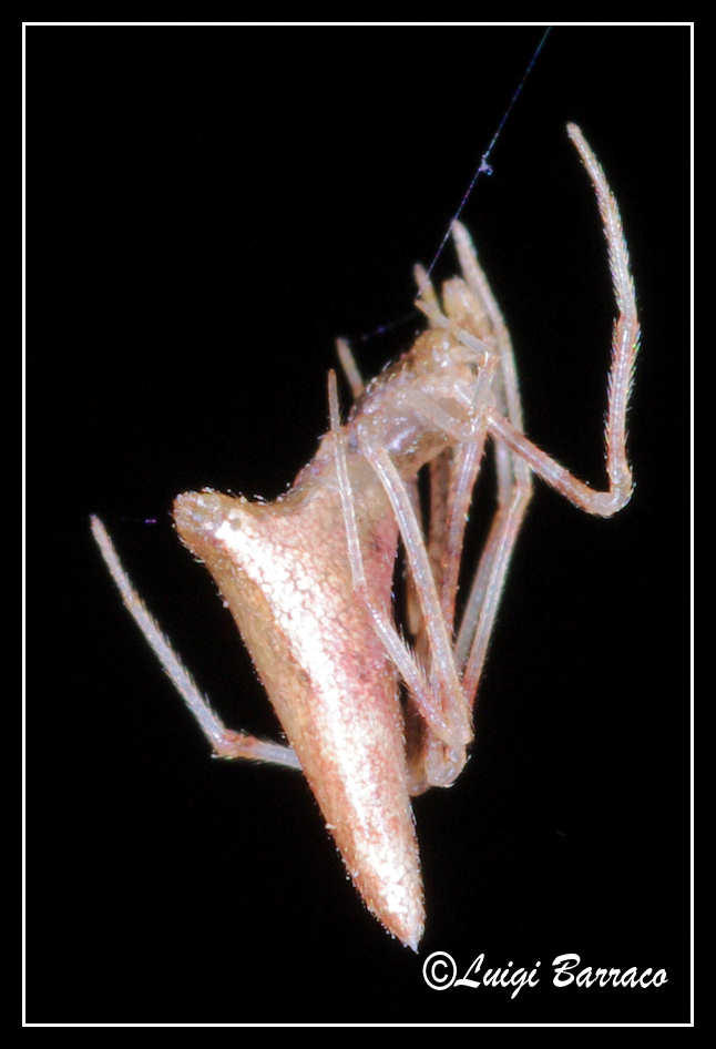 Rhomphaea sp.