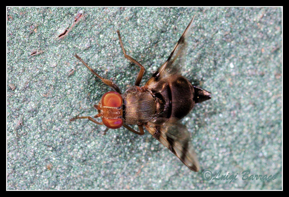 Ulidiidae, ma chi?